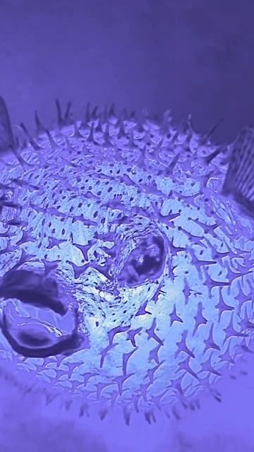 #meme светильник рыба фугу🐡