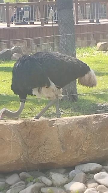 Страусы в открывшемся , улучшенном харьковском зоопар смотреть онлайн