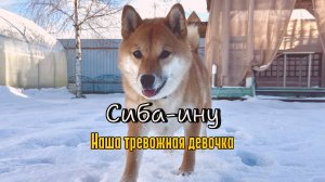 Тревожная сиба-ину. Что такое тревожность?