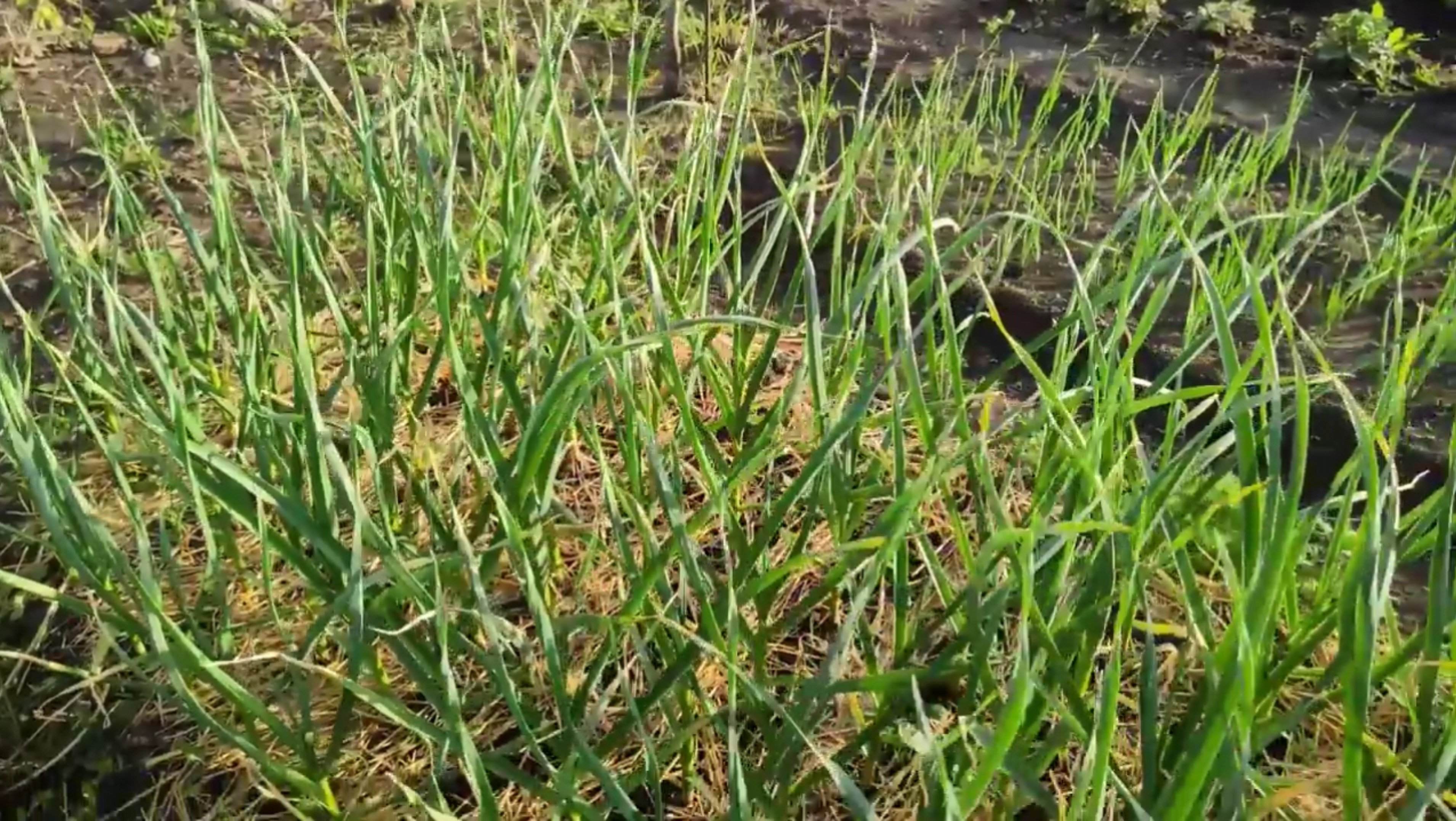 НЕ пропустите! ОБЯЗАТЕЛЬНАЯ подкормка чеснока для КРУПНЫХ головок. ЧЕМ подкормить чеснок в ИЮНЕ.