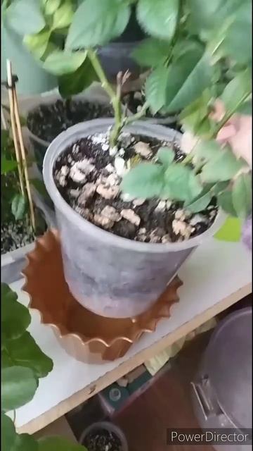 Подаренная розочка зацвела после пересадки.
