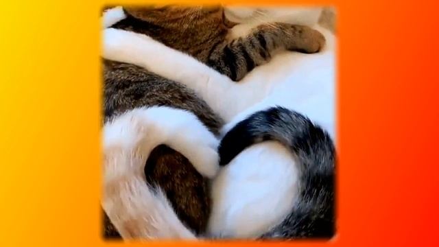 Смешное про животных|Приколы с котами| Видео про котов| Кошки|Позитив|Создай себе хорошее настроени