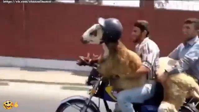Прикольные видео Смешное видео Самое смешное видео в мире Самые смешные приколы 17 смотреть онлайн