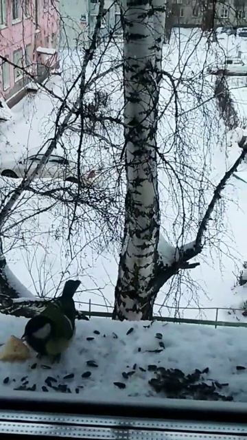 Снегирь- фонарик#2024#снегирь#птицы#birds смотреть онлайн