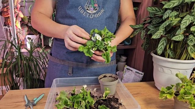 Как приручить примулы. Нюансы выбора, пересадки и уход