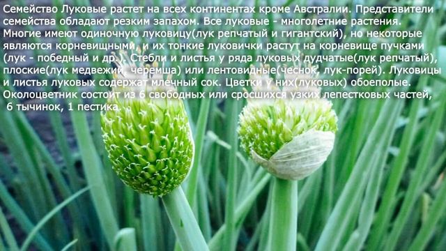 26. Семейства класса Однодольные.  Биология 6 класс - Пон
