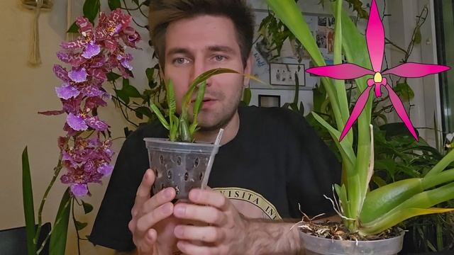 Эпизод 2. Одонтоглоссум и Кохлиода. Как работает совре?