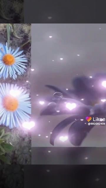 #Ромашка. Ромашка🌼 і троянда 🌹 мої улюблені квіти пи? смотреть онлайн