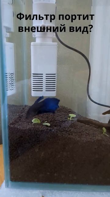 Нужен фильтр петушку в аквариуме? #shorts смотреть онлайн