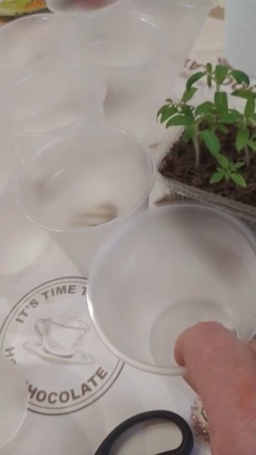 ПИКИРУЮ ТОМАТЫ И БАКЛАЖАНЫ, 30 МАРТА 2023г.