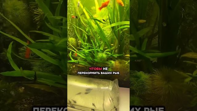 Сколько раз в день кормить рыб ? #аквариум #рыба #кормим смотреть онлайн