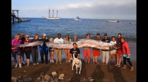 "Рыба Судного дня: что это за длинное морское существо