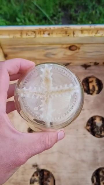 Сотовый мёд в банках. #мёд #пчеловод #пчелы смотреть онлайн