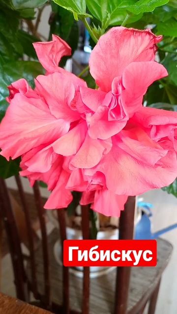 Расцвёл гибискус#цветы смотреть онлайн
