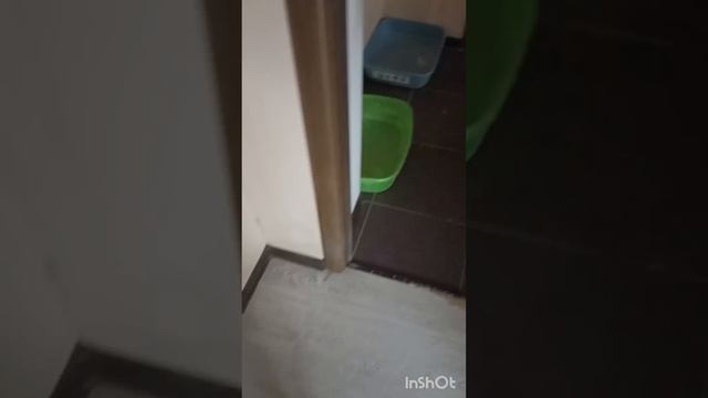 Кошачий клад под холодильником смотреть онлайн