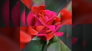 Гуллар расми