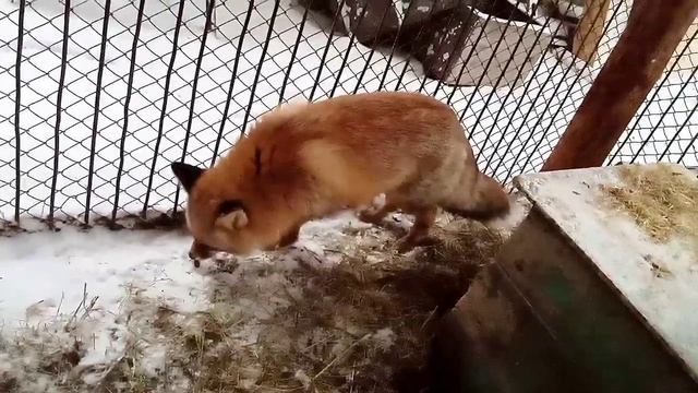 688. Маркиза - дневник приручения дикой лисы, когда хочу смотреть онлайн