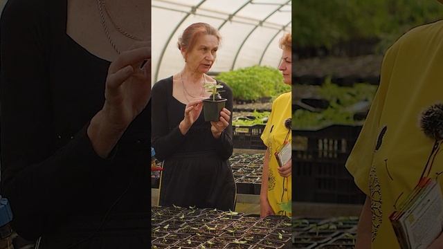 Как сажать рассаду огурцов в грунт? 🌱🥒 смотреть онлайн