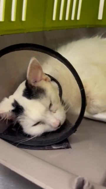 Забираем Элли после операции на правое ухо смотреть онлайн