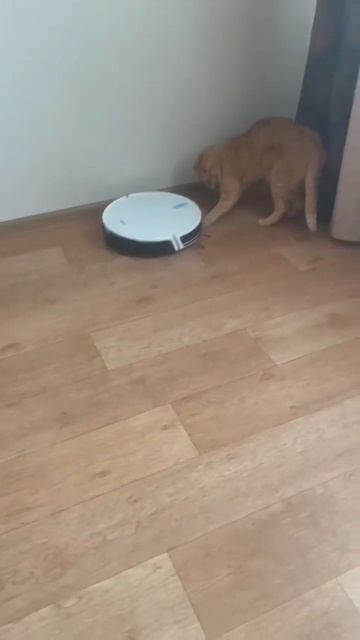 Кот и пылесос 🤣🤣🤣#домашнийвлог #домашниеживотные #? смотреть онлайн