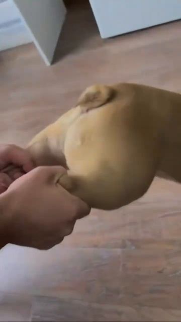 С таким пылесосом, дом будет чистым) смотреть онлайн