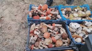 Шок!!! Ступить некуда повсюду Белый гриб!!! Часть 2