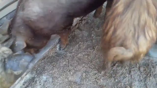 Решили узнать примерный вес нашего производителя.🐷? смотреть онлайн