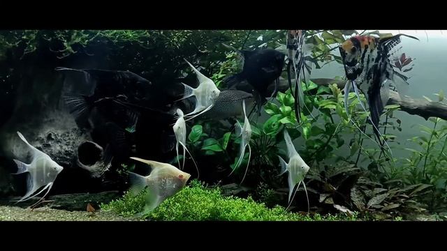 Запуск аквариума для начинающих. С чего начать? смотреть онлайн