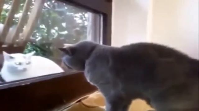 смешные кошки и котята видео смотреть онлайн