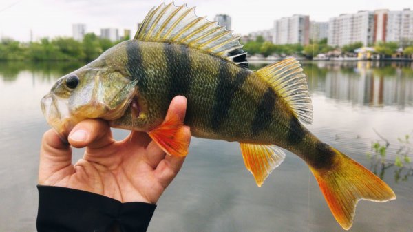 Медитативная рыбалка на микроджиг в городской черте.