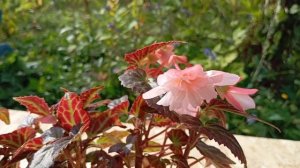 Бегония Беллекония Лайт Пинк(Begonia Belleconia Light Pink)