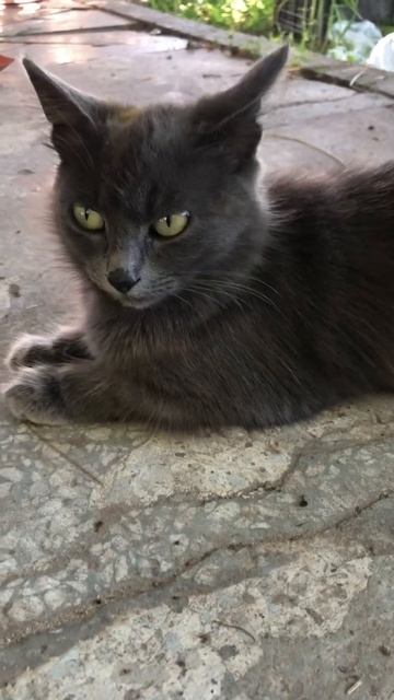 Катлети нажарила тебе ,ешь иди #cat смотреть онлайн