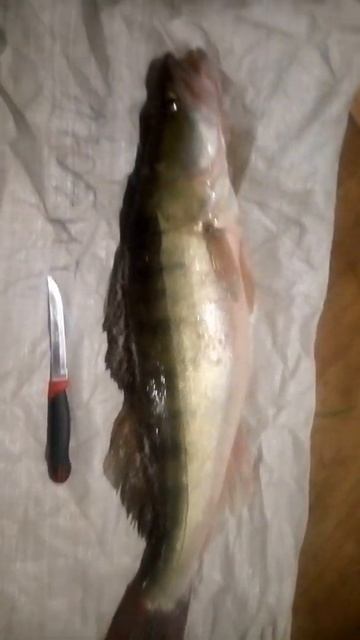 рыба судак вес 3,2 вкусная смотреть онлайн