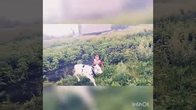 Как оседлать теленка?? смотреть онлайн