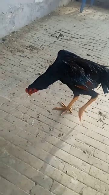 Производитель 2024 года, вес 5,2 кг смотреть онлайн