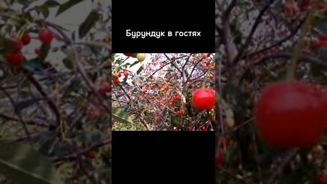 #бурундук #сад #огород #вишня #вгостях смотреть онлайн