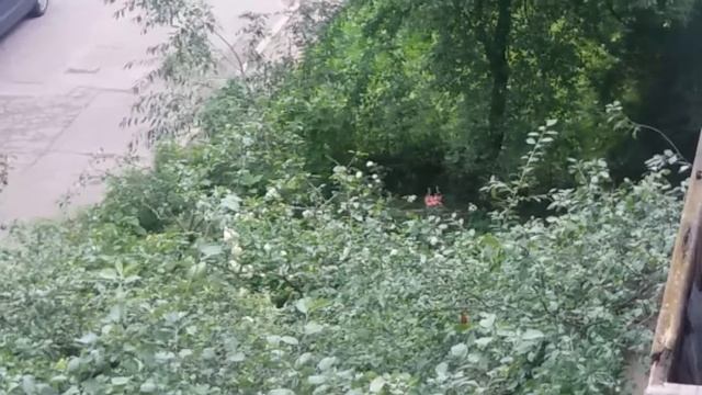 Пенсионеры с баяном жгут. смотреть онлайн