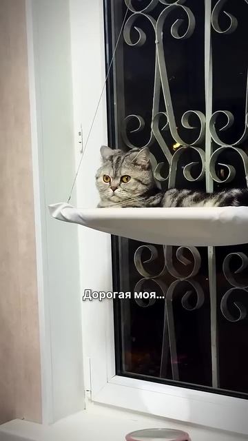 Корм для кошек ⬇️ OZON - #1591515871 | WB - #233815804 смотреть онлайн