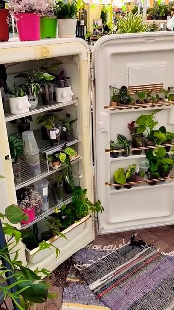 КОМНАТНЫЕ ЦВЕТЫ В ХОЛОДИЛЬНИК!!!! СРОЧНО!!!!! смотреть онлайн