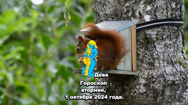 🔮Гороскоп вторник, 1 октября 2024 года.✨ смотреть онлайн