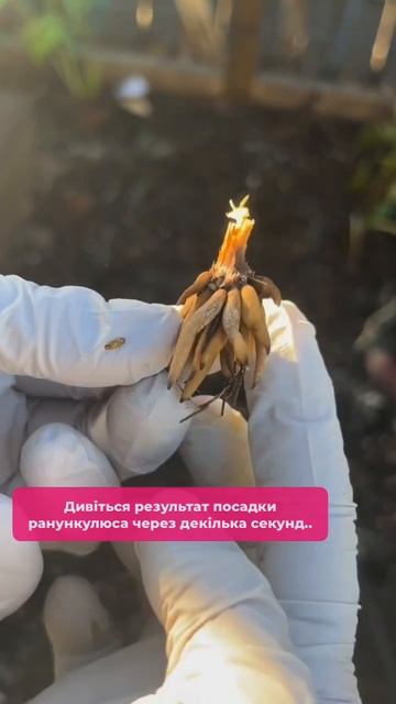 Посадка ранункулюса🤩 #флориум #флоріум #посадкарасте смотреть онлайн