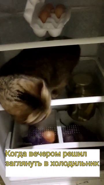 Кот и холодильник 😱 #приколысживотными #приколыскота смотреть онлайн