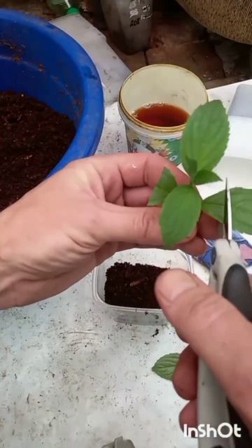 черенкование гортензи. сорт Роял Флауэр. смотреть онлайн