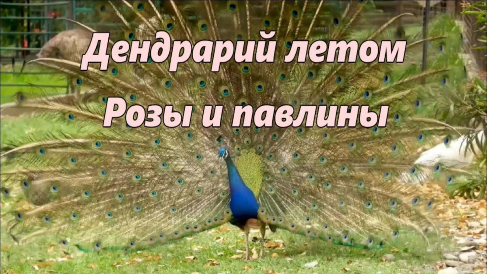 Сочинский дендрарий летом Розы и павлины смотреть онлайн