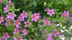 Бакопа.11 мая 2025 г