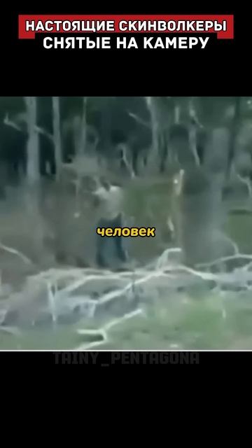 Кто такие скинволкеры и почему их стоит опасаться?