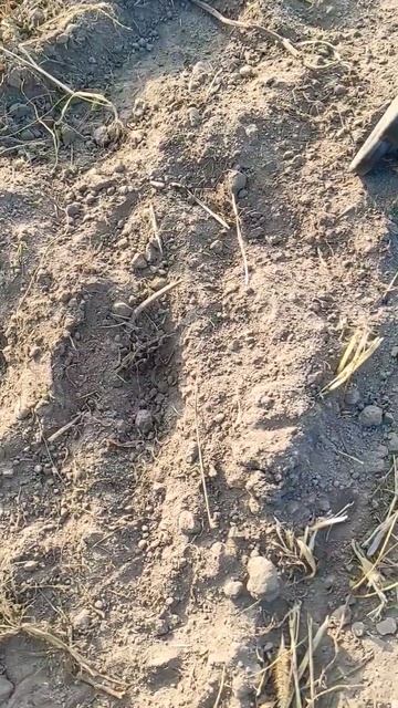 Таким вещам и под 1000 лет может быть... #коп #монеты #coin #met смотреть онлайн