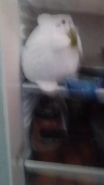 А я не понял что вы делаете в моём холодильнике😤 смотреть онлайн