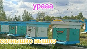 Бурный облёт пчёл после долгого ожидания. Пчеловодство!