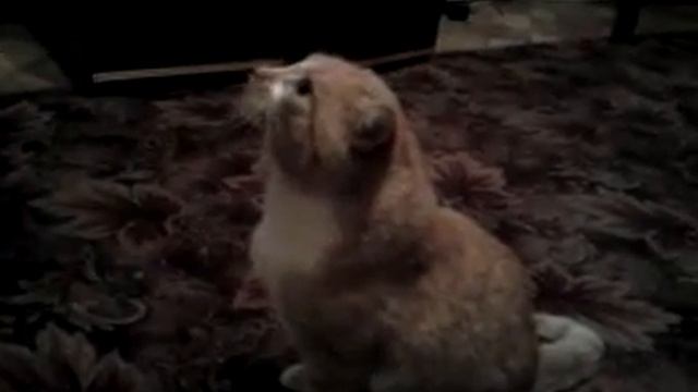 прыжок тигра смотреть онлайн